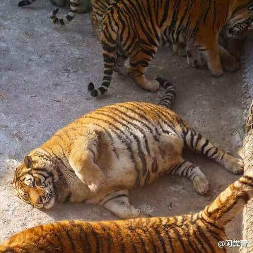 Fat Tiger Blank Meme Template
