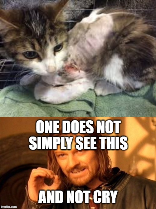 Can you believe that owners will let this happen to their cats?  Makes me want to punch someone reeeeeeal hard! | ONE DOES NOT SIMPLY SEE THIS; AND NOT CRY | image tagged in memes,one does not simply | made w/ Imgflip meme maker