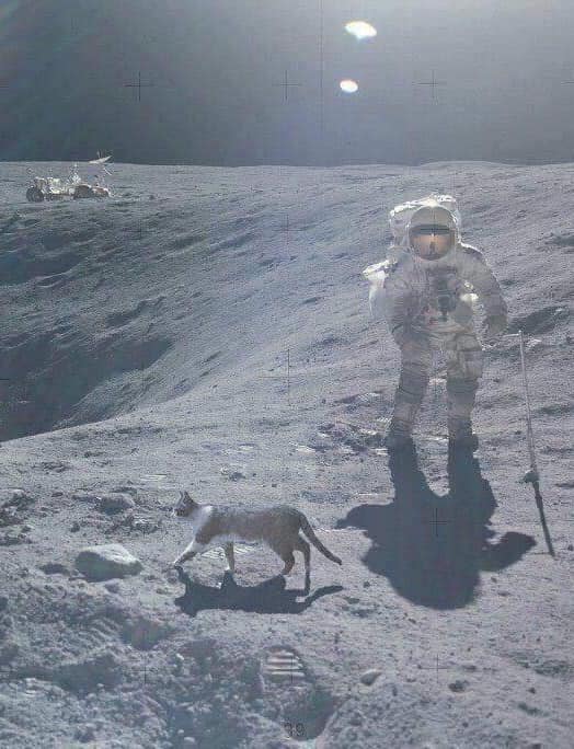 cat on the moon Blank Meme Template