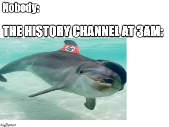 Nobody:; THE HISTORY CHANNEL AT 3AM: | image tagged in dolphin,hitler,history channel,ww2 | made w/ Imgflip meme maker
