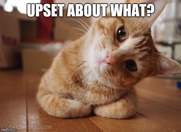 Curious Question Cat | UPSET ABOUT WHAT? | image tagged in curious question cat | made w/ Imgflip meme maker