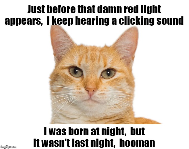 Just before that damn red light appears,  I keep hearing a clicking sound; I was born at night,  but it wasn't last night,  hooman | image tagged in cats,red light | made w/ Imgflip meme maker