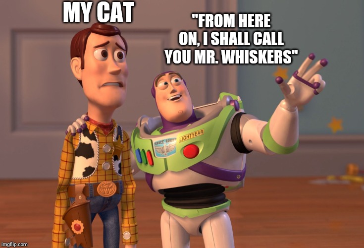 MY CAT "FROM HERE ON, I SHALL CALL YOU MR. WHISKERS" | image tagged in memes,x x everywhere | made w/ Imgflip meme maker