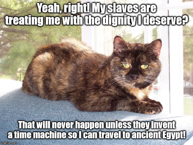Cat | Yeah, right! My slaves are treating me with the dignity I deserve? That will never happen unless they invent a time machine so I can travel to ancient Egypt! | image tagged in cat | made w/ Imgflip meme maker