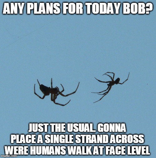 You know they do it on purpose! | ANY PLANS FOR TODAY BOB? JUST THE USUAL. GONNA PLACE A SINGLE STRAND ACROSS WERE HUMANS WALK AT FACE LEVEL | image tagged in spider web dance,stupid spiders | made w/ Imgflip meme maker