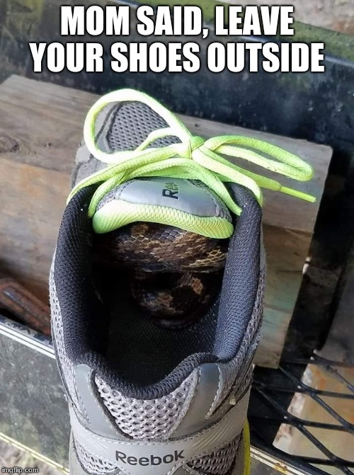 Listen to your mother | MOM SAID, LEAVE YOUR SHOES OUTSIDE | image tagged in mom is always right,listen to your mother,you were never her favorite,snakes need homes,leave your shoes outside,wear flip flops | made w/ Imgflip meme maker