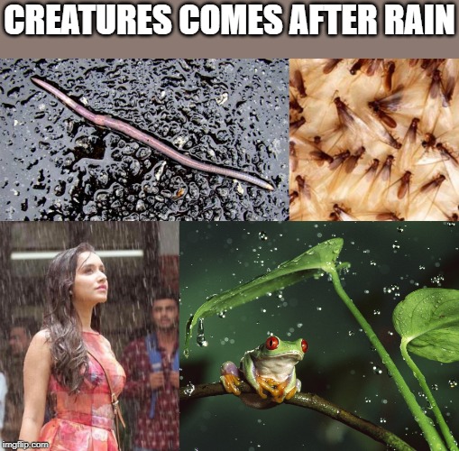 Creatures comes after rain | CREATURES COMES AFTER RAIN | image tagged in rain,creatures | made w/ Imgflip meme maker