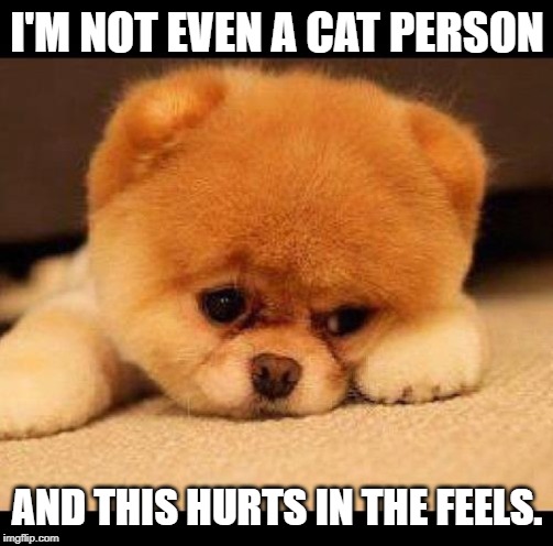 sad dog | I'M NOT EVEN A CAT PERSON AND THIS HURTS IN THE FEELS. | image tagged in sad dog | made w/ Imgflip meme maker