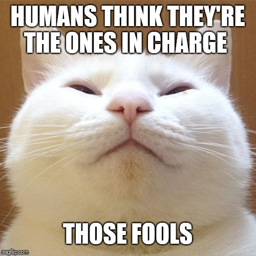 HUMANS THINK THEY'RE THE ONES IN CHARGE THOSE FOOLS | made w/ Imgflip meme maker