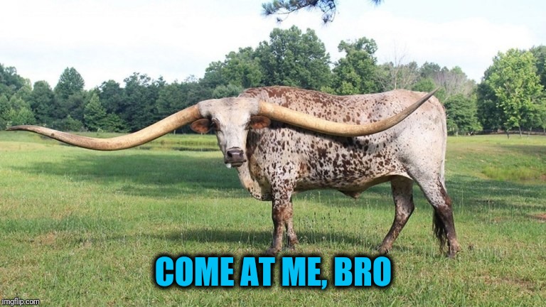 Mess with the bull, you - Jeezus, look at the size of those things! | COME AT ME, BRO | image tagged in bull | made w/ Imgflip meme maker
