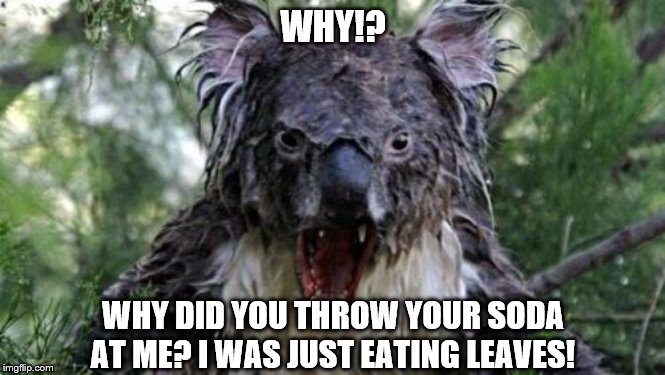 Angry Koala | WHY!? WHY DID YOU THROW YOUR SODA AT ME? I WAS JUST EATING LEAVES! | image tagged in memes,angry koala | made w/ Imgflip meme maker