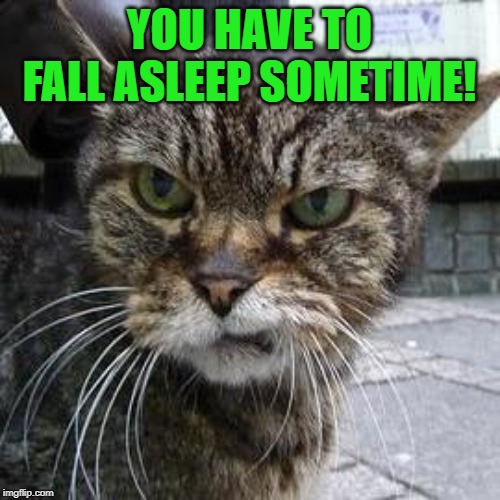 Angry Cat | YOU HAVE TO FALL ASLEEP SOMETIME! | image tagged in angry cat | made w/ Imgflip meme maker