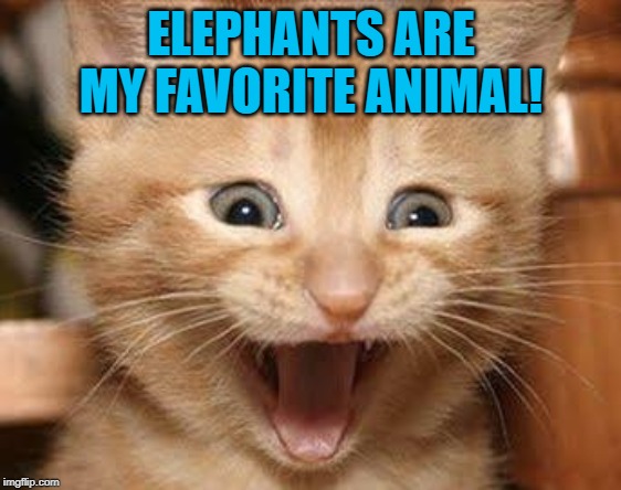Excited Cat Meme | ELEPHANTS ARE MY FAVORITE ANIMAL! | image tagged in memes,excited cat | made w/ Imgflip meme maker