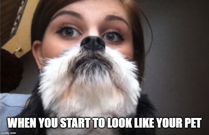 are you allowed on the furniuture ? | WHEN YOU START TO LOOK LIKE YOUR PET | image tagged in dog,owner,lookalike | made w/ Imgflip meme maker