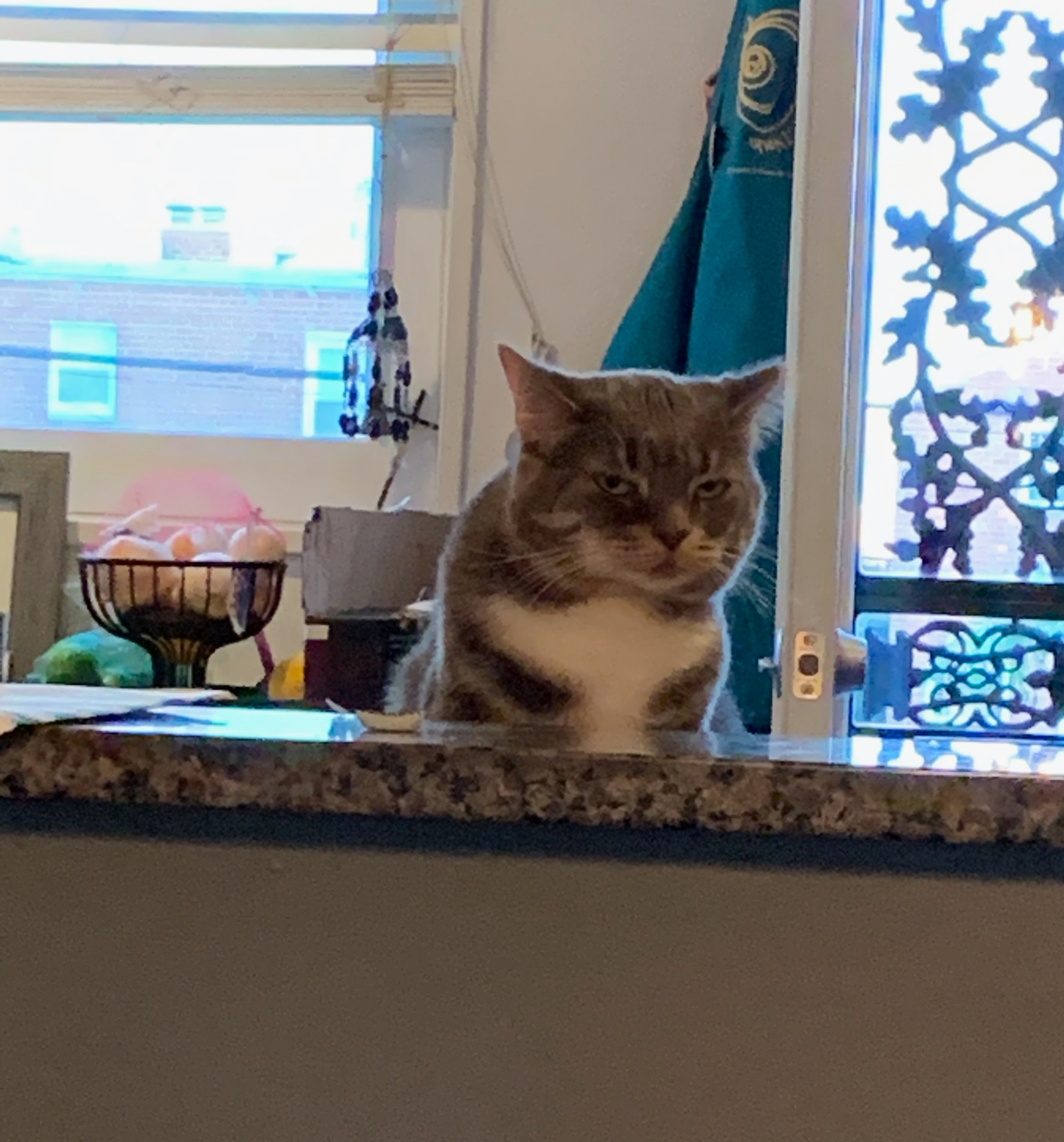 CurbedCat Blank Meme Template