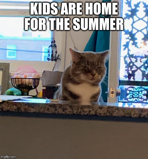 CurbedCat | KIDS ARE HOME FOR THE SUMMER | image tagged in curbedcat,grumpy cat,kids | made w/ Imgflip meme maker