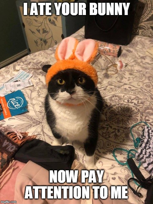 IM THE BUNNY NOW | I ATE YOUR BUNNY; NOW PAY ATTENTION TO ME | image tagged in cat,bunny | made w/ Imgflip meme maker