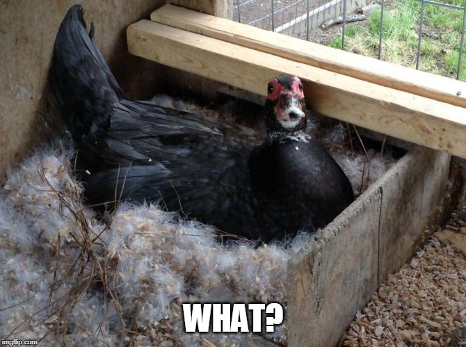 ? | WHAT? | image tagged in duck | made w/ Imgflip meme maker