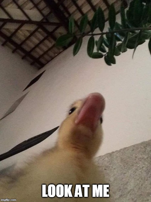 LOOK | LOOK AT ME | image tagged in duckling,duck | made w/ Imgflip meme maker