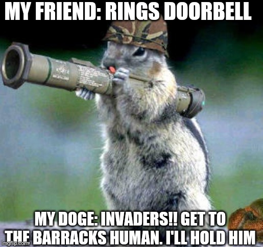 Bazooka Squirrel | MY FRIEND: RINGS DOORBELL; MY DOGE: INVADERS!! GET TO THE BARRACKS HUMAN. I'LL HOLD HIM | image tagged in memes,bazooka squirrel | made w/ Imgflip meme maker
