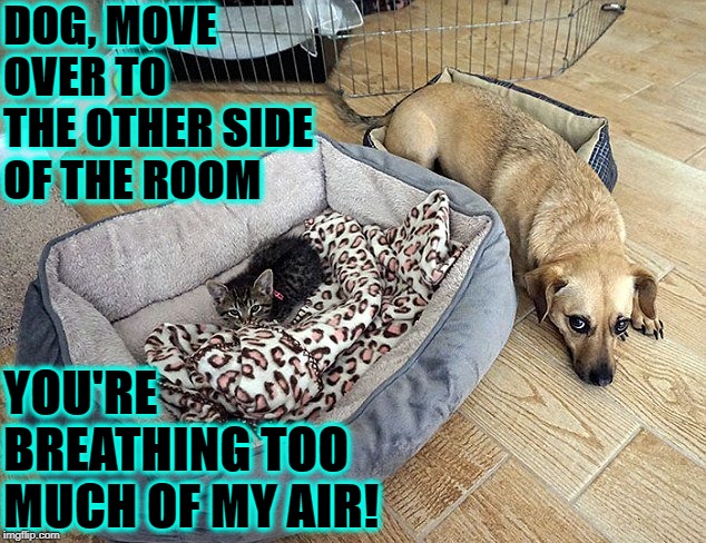 MOVE IT DOG | DOG, MOVE OVER TO THE OTHER SIDE OF THE ROOM; YOU'RE BREATHING TOO MUCH OF MY AIR! | image tagged in move it dog | made w/ Imgflip meme maker
