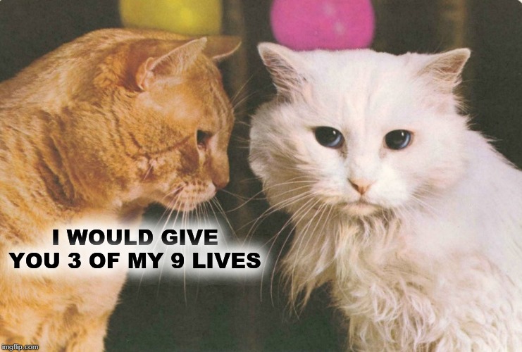 Awwwe! It's love! | I WOULD GIVE YOU 3 OF MY 9 LIVES | image tagged in love,i love you,i love cats,still a better love story than twilight,cats | made w/ Imgflip meme maker