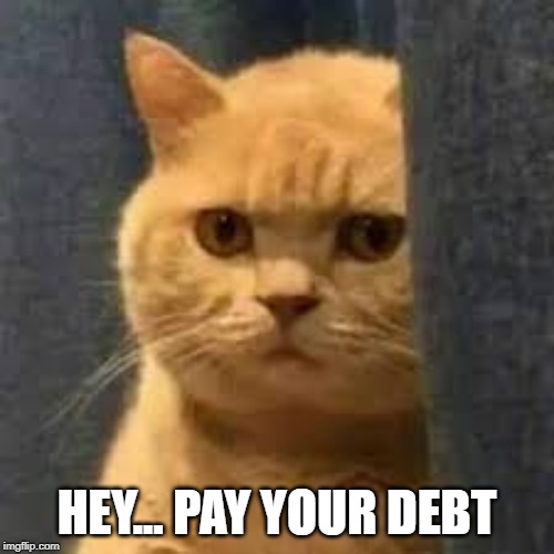 mean cat | HEY... PAY YOUR DEBT | image tagged in cat | made w/ Imgflip meme maker