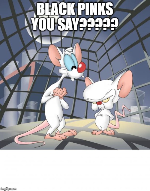 Pinky and the brain | BLACK PINKS YOU SAY????? | image tagged in pinky and the brain | made w/ Imgflip meme maker