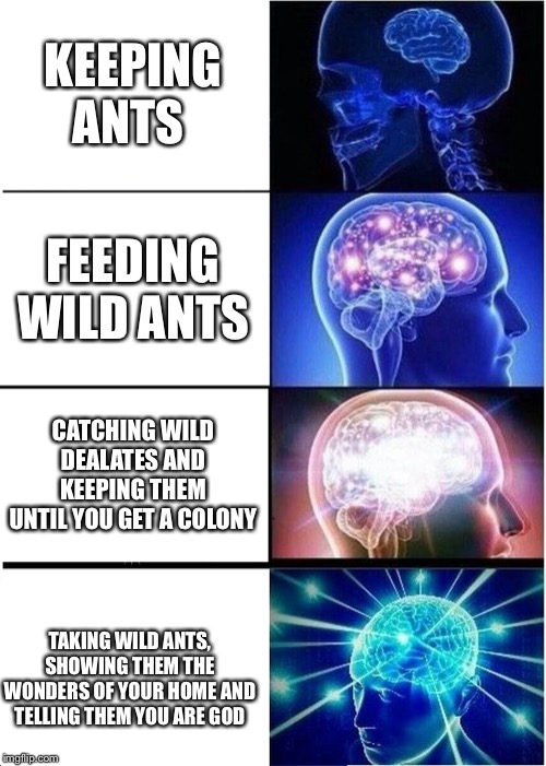 Expanding Brain | KEEPING ANTS; FEEDING WILD ANTS; CATCHING WILD DEALATES AND KEEPING THEM UNTIL YOU GET A COLONY; TAKING WILD ANTS, SHOWING THEM THE WONDERS OF YOUR HOME AND TELLING THEM YOU ARE GOD | image tagged in memes,expanding brain | made w/ Imgflip meme maker