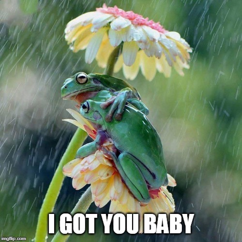 AWW | I GOT YOU BABY | image tagged in frog,rain | made w/ Imgflip meme maker
