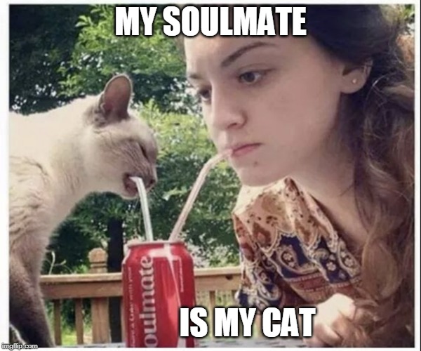 SOULMATE | MY SOULMATE; IS MY CAT | image tagged in cats,cat,soulmates | made w/ Imgflip meme maker