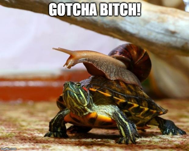 snail on a turtle | GOTCHA B**CH! | image tagged in snail on a turtle | made w/ Imgflip meme maker