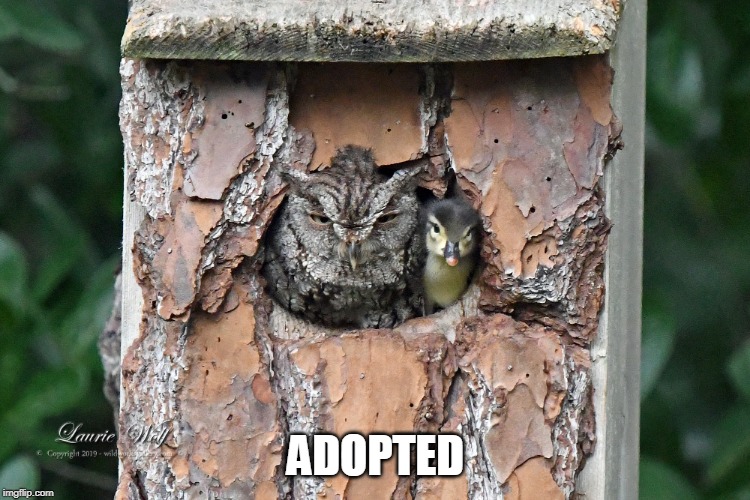 ADOPTED | ADOPTED | image tagged in owl,duck,duckling | made w/ Imgflip meme maker