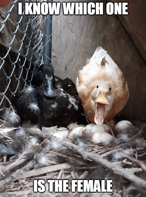LOUD MOUTH DUCK | I KNOW WHICH ONE; IS THE FEMALE | image tagged in loud mouth duck | made w/ Imgflip meme maker