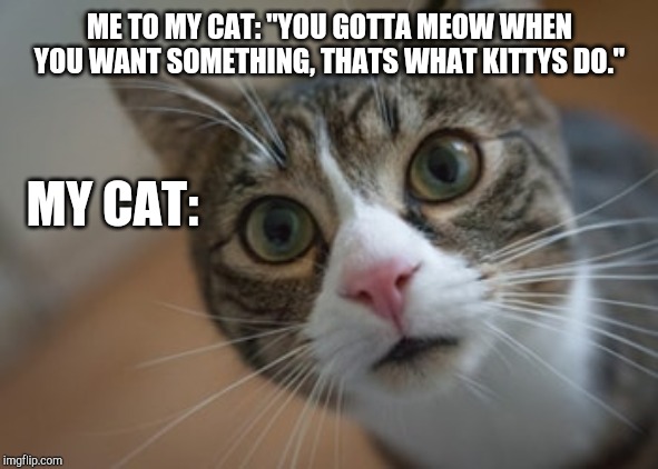 Confused Kitty | ME TO MY CAT: "YOU GOTTA MEOW WHEN YOU WANT SOMETHING, THATS WHAT KITTYS DO."; MY CAT: | image tagged in cats,kitty | made w/ Imgflip meme maker