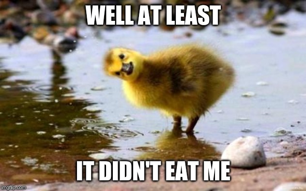 WTF Duckling | WELL AT LEAST IT DIDN'T EAT ME | image tagged in wtf duckling | made w/ Imgflip meme maker
