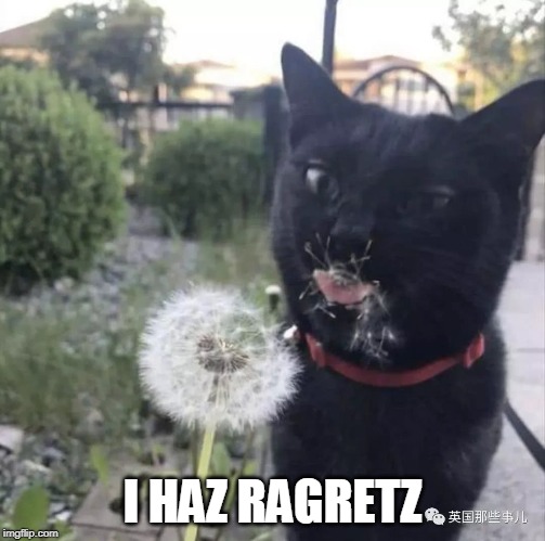 Om Nom Plsftszpflsfstz | I HAZ RAGRETZ | image tagged in memes,cats,cat,ragrets,regrets,funny | made w/ Imgflip meme maker