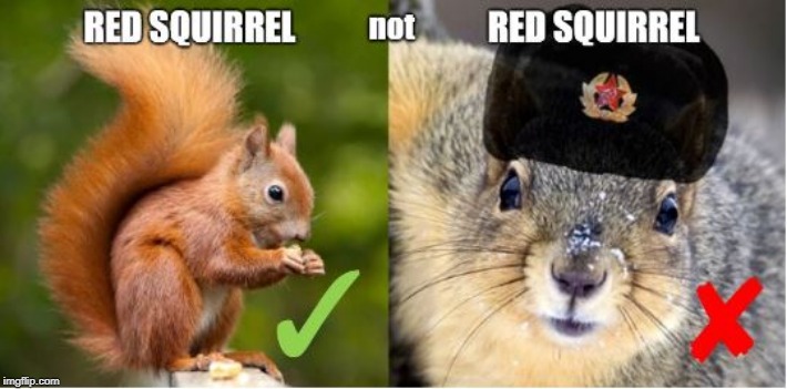 Red Squirrel | image tagged in red squirrel,no moose | made w/ Imgflip meme maker