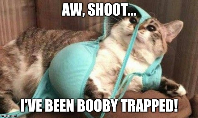 Booby trapped | AW, SHOOT... I'VE BEEN BOOBY TRAPPED! | image tagged in booby trapped,kitten,funny,memes | made w/ Imgflip meme maker