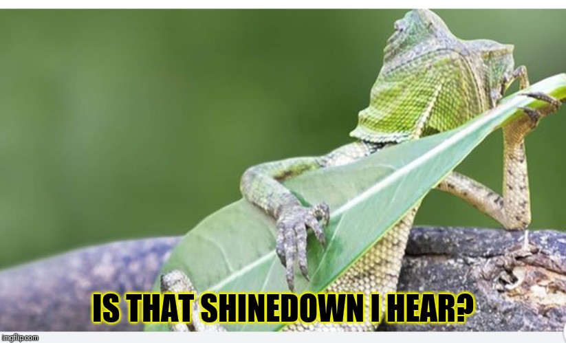 Did someone say Shinedown was in town? | IS THAT SHINEDOWN I HEAR? | image tagged in did someone say shinedown was in town | made w/ Imgflip meme maker