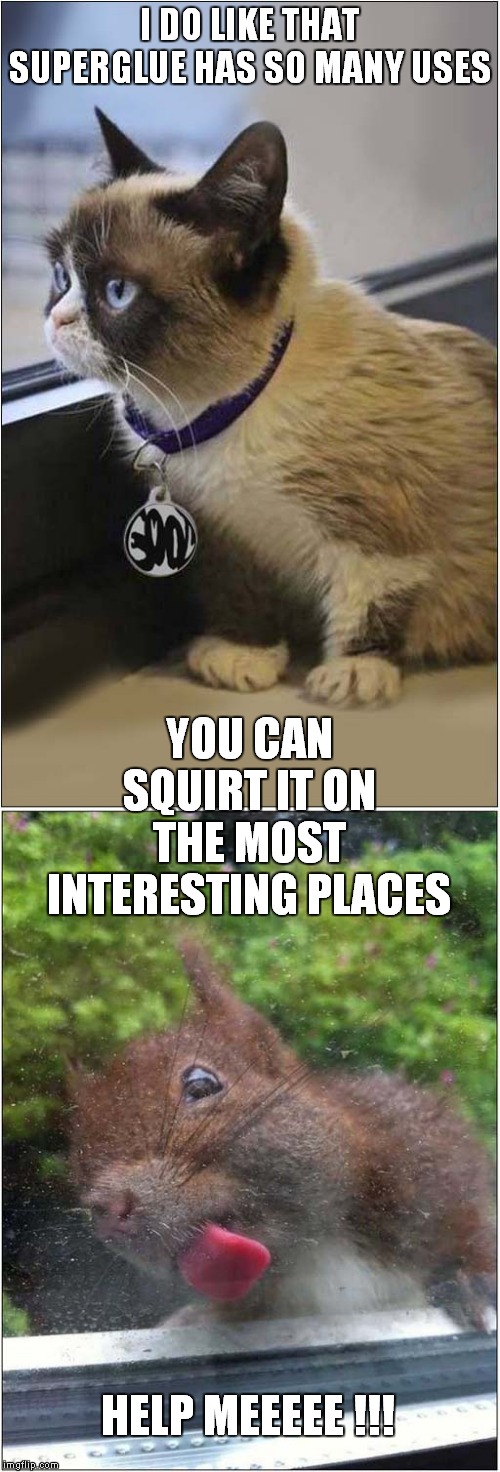 Grumpys Superglue Plan | I DO LIKE THAT SUPERGLUE HAS SO MANY USES; YOU CAN SQUIRT IT ON THE MOST INTERESTING PLACES; HELP MEEEEE !!! | image tagged in cats,grumpy cat,squirrels | made w/ Imgflip meme maker