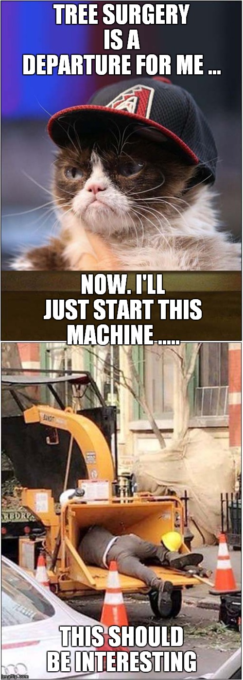 Grumpy The Tree Surgeon | TREE SURGERY IS A DEPARTURE FOR ME ... NOW. I'LL JUST START THIS MACHINE ..... THIS SHOULD BE INTERESTING | image tagged in cats,grumpy cat | made w/ Imgflip meme maker