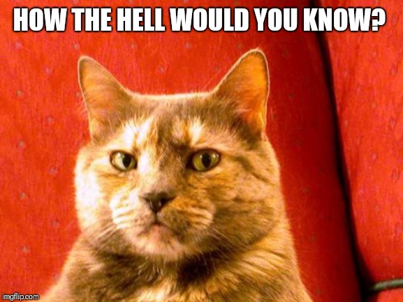 Suspicious Cat Meme | HOW THE HELL WOULD YOU KNOW? | image tagged in memes,suspicious cat | made w/ Imgflip meme maker
