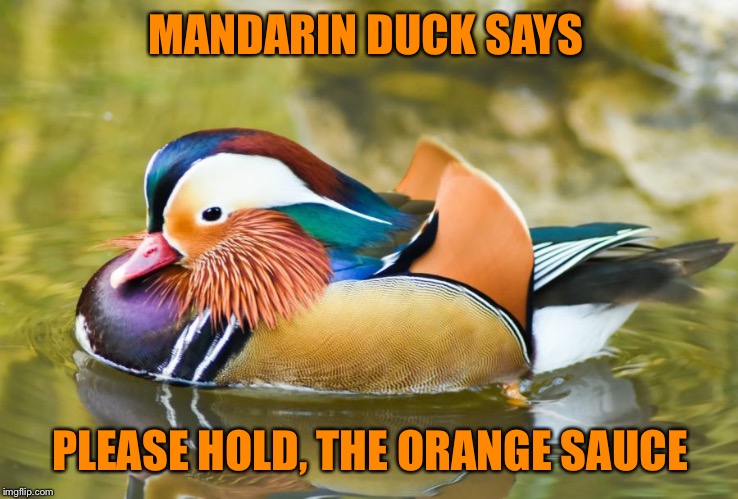 Mandarin Duck says; Please, hold the Orange Sauce!! | MANDARIN DUCK SAYS PLEASE HOLD, THE ORANGE SAUCE | image tagged in mandarin duck says please hold the orange sauce | made w/ Imgflip meme maker