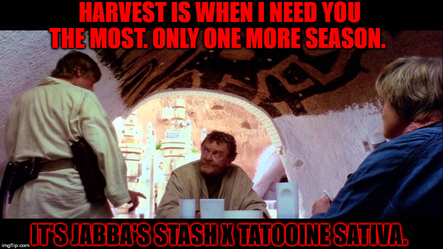 HARVEST IS WHEN I NEED YOU THE MOST. ONLY ONE MORE SEASON. IT'S JABBA'S STASH X TATOOINE SATIVA. | image tagged in star wars,luke skywalker | made w/ Imgflip meme maker
