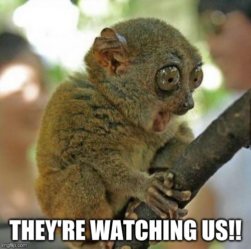 Oh my God!! | THEY'RE WATCHING US!! | image tagged in oh my god | made w/ Imgflip meme maker
