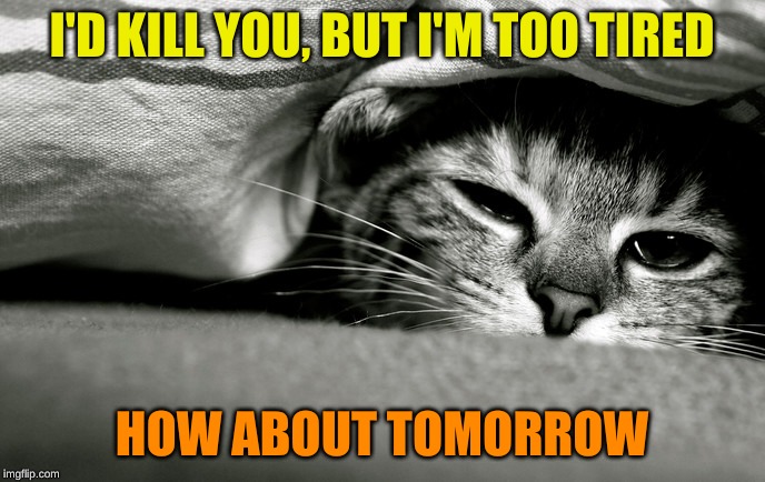 sleepy cat | I'D KILL YOU, BUT I'M TOO TIRED HOW ABOUT TOMORROW | image tagged in sleepy cat | made w/ Imgflip meme maker