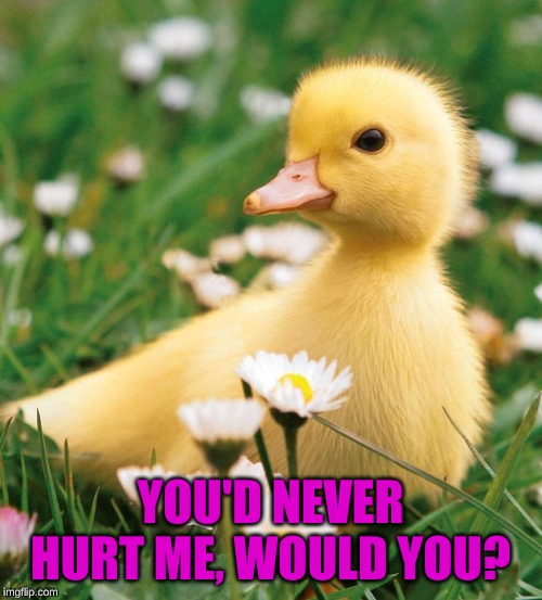 Duckling | YOU'D NEVER HURT ME, WOULD YOU? | image tagged in duckling | made w/ Imgflip meme maker