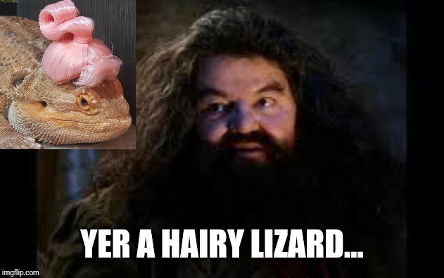 hagrid yer a wizard | YER A HAIRY LIZARD... | image tagged in hagrid yer a wizard | made w/ Imgflip meme maker