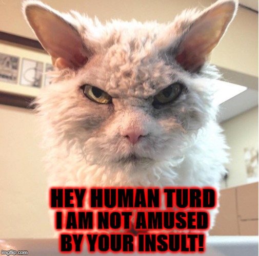 NOT AMUSED | HEY HUMAN TURD; I AM NOT AMUSED BY YOUR INSULT! | image tagged in not amused | made w/ Imgflip meme maker